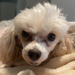 Meet your Posher, Jocelyn